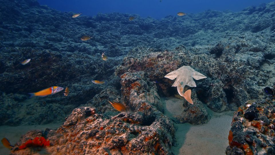 Lanzarote: 2-Dive Package in Playa Blanca - Certified Divers - Key Points