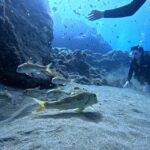 lanzarote intro to diving experience for beginners Lanzarote: Intro to Diving Experience for Beginners