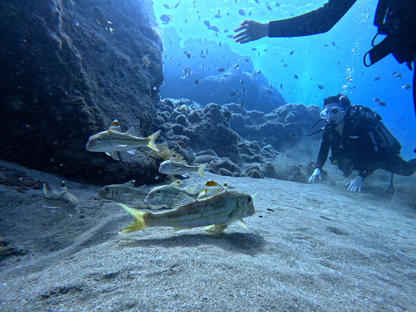 Lanzarote: Intro to Diving Experience for Beginners - Key Points