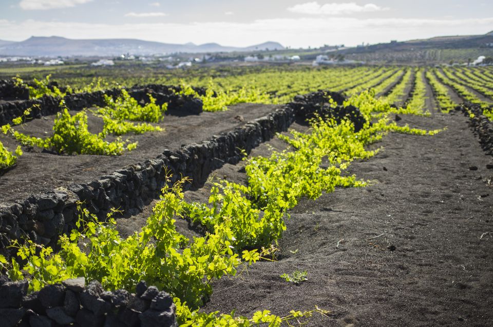 Lanzarote: Wine Tasting Tour at El Grifo Bodega - Key Points