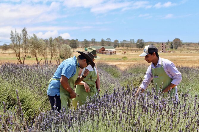 Lavender Field Guided Tour - Key Points