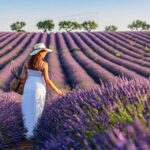 lavender fields tour Lavender Fields Tour