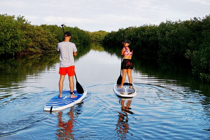 learn paddle board and explore the mangroves of progreso Learn Paddle Board and Explore the Mangroves of Progreso