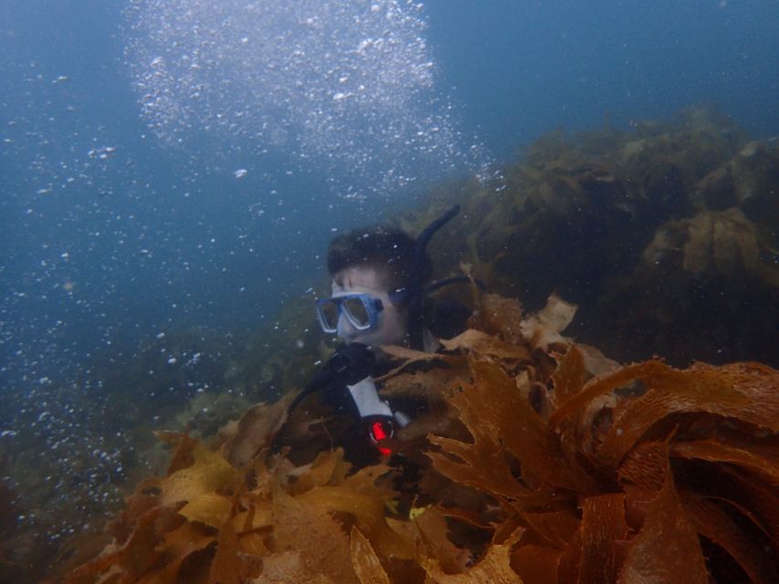 Leigh: Goat Island Guided Diving Tour for Certified Diver - Key Points