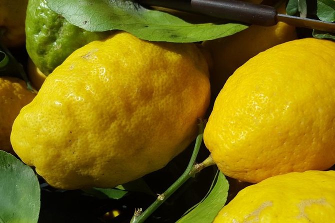 Limoncello Making and Lunch With Lemon Base - Key Points