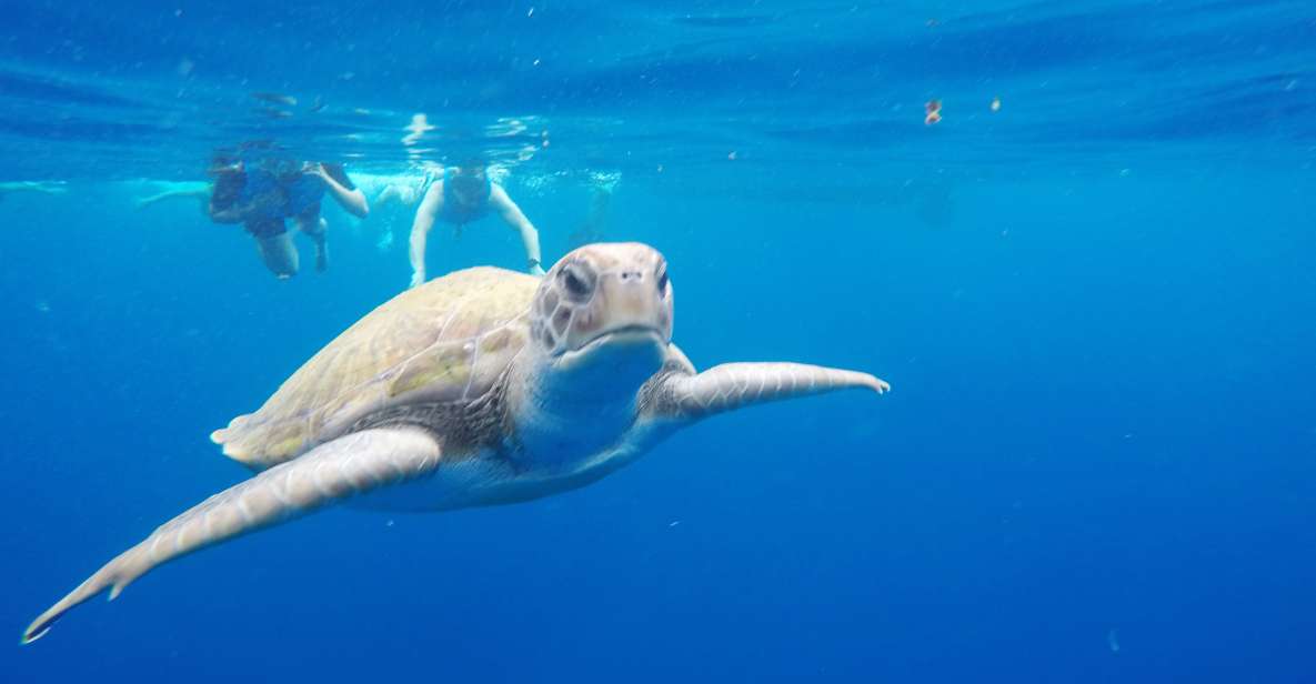 Los Cristianos: Kayak and Snorkel With Turtles - Key Points