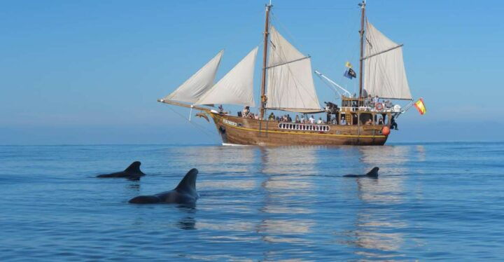 Los Gigantes: Dolphin and Whale Watching Tour With Drinks - Key Points