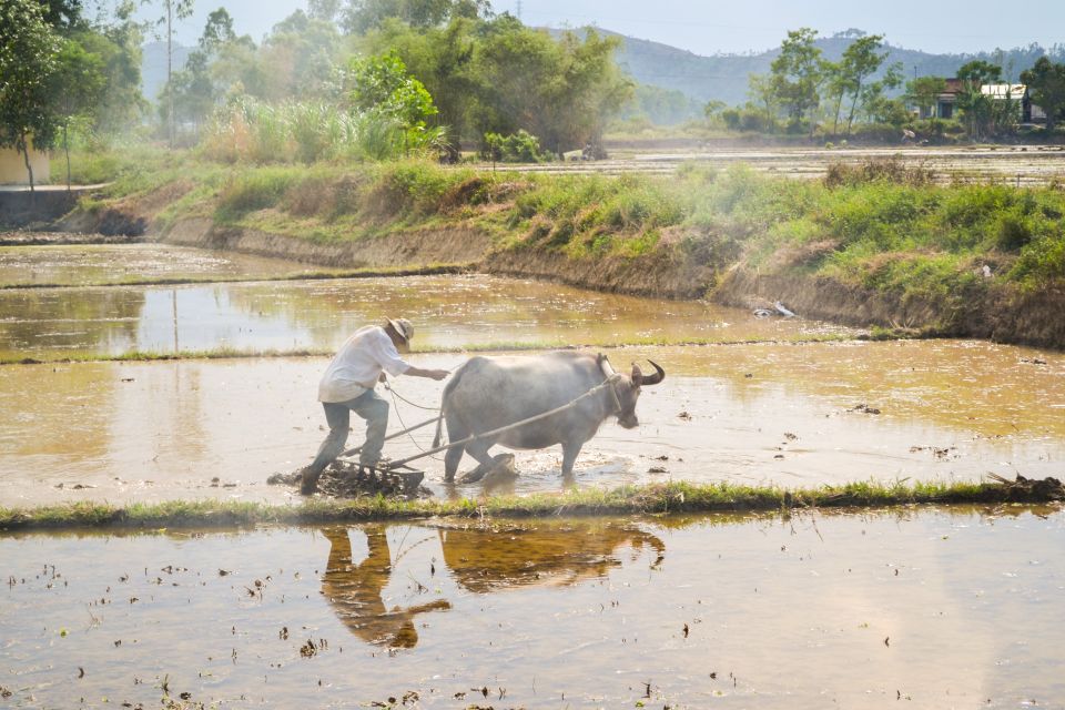 Lost Civilization - My Son Temples Bike Tour in Hoi An - Key Points