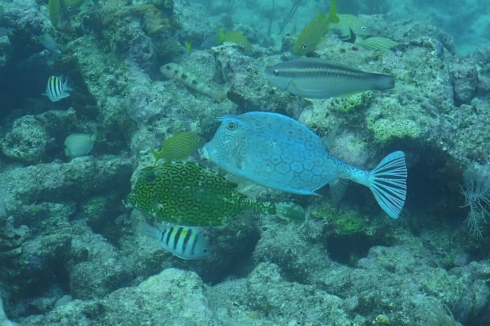 Lower Grand Lagoon: Panama City Beach Guided Snorkeling Tour - Key Points