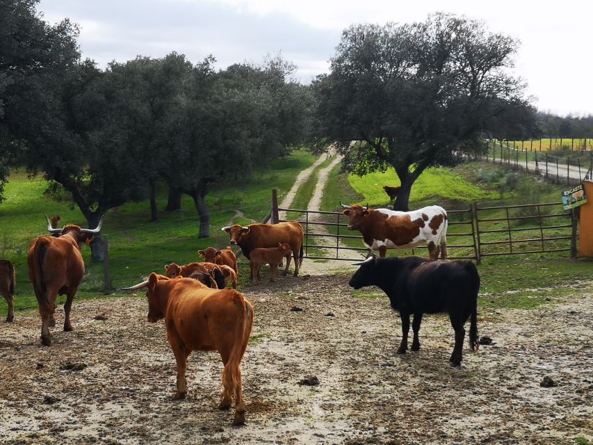 Madrid: Half-Day Bull Breeding Farm Tour - Key Points