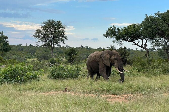 Magical Kruger 4 Day Safari From Johannesburg - Key Points