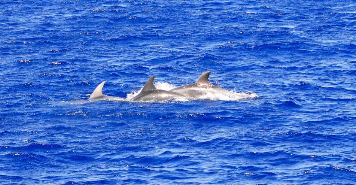 Mallorca: 3-Hour Afternoon Dolphin Watching Boat Tour - Key Points