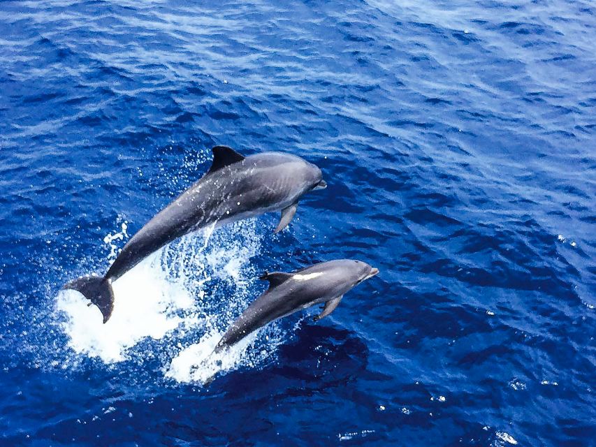 Mallorca: Dolphin Watching Cruise - Key Points