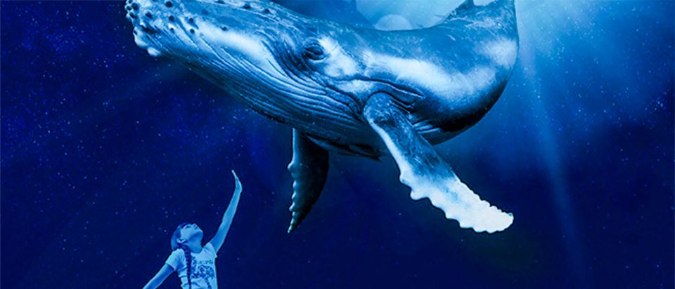 Mallorca: Palma Aquarium Entry Ticket W/ Optional 3D Cinema - Key Points