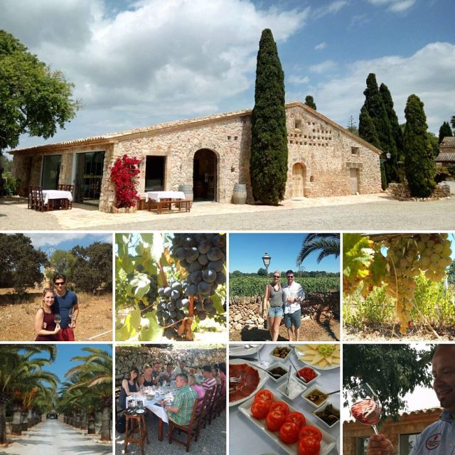 Mallorca: Private Wine Tour With Tasting and Picnic - Key Points