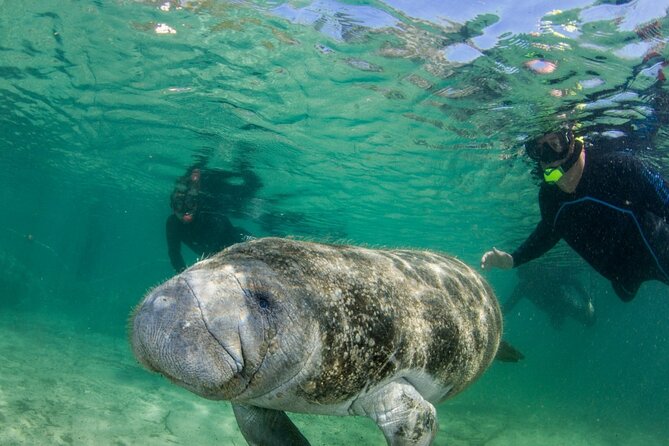 Manatee Snorkeling Tour in the Beautiful Crystal River - Key Points