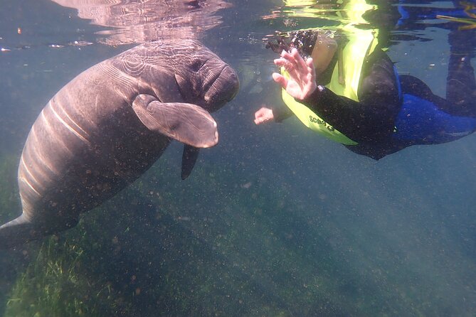 Manatees and Rainbow River by SCUBA or Snorkel - Key Points