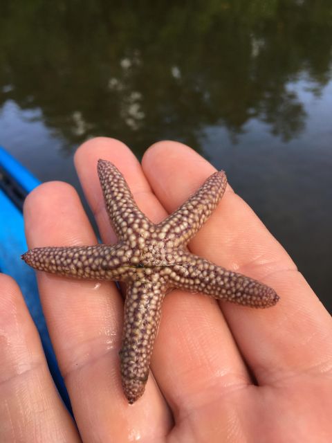 Marco Island: Mangrove Maze Kayak Tour (2hrs) - Key Points