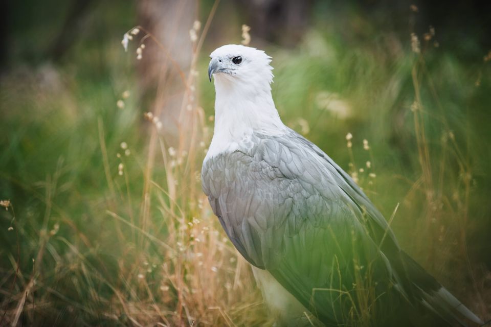 Margaret River: Birds of Prey Encounter and Forest Walk - Key Points