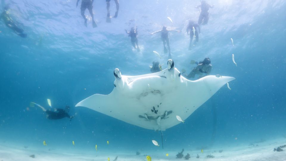 Marine Eco Safari - Swim With Manta Rays - Key Points