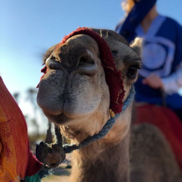 Marrakech Palmeraie: Sunset Camel Ride - Key Points
