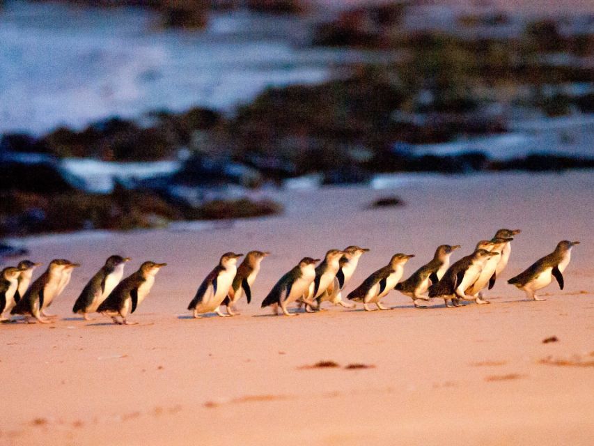 Melbourne: Phillip Island Wine, Wildlife, and Penguins Tour - Key Points