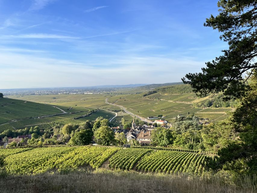 Meursault - Vineyard and Wine Experience - 3h - Ideal Participants