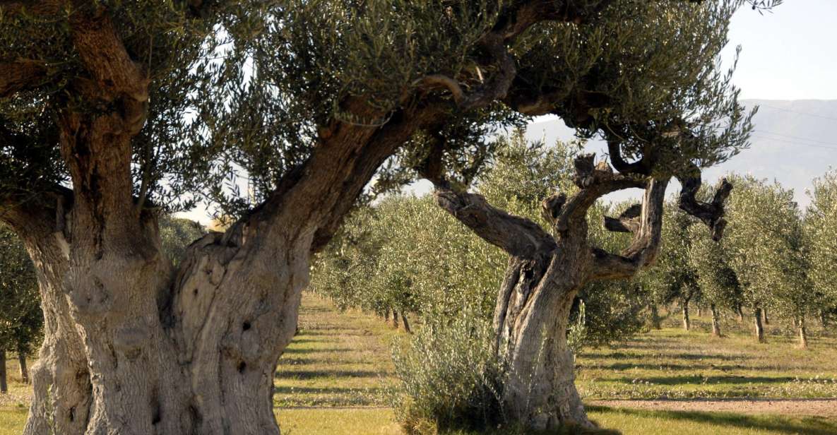 Midday Olive Oil Tour and Visit to Old Town of Belchite - Key Points