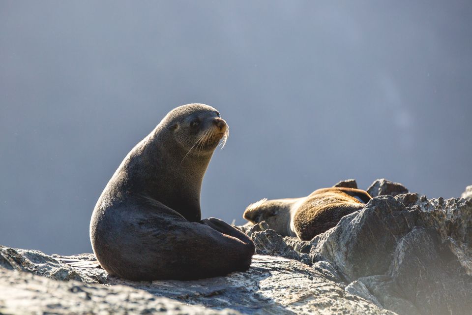 Milford Sound: Wilderness Cruise With Nature Guide - Key Points