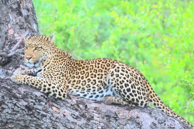 Moholoholo Wildlife Encounter & Sunset Safari - Key Points