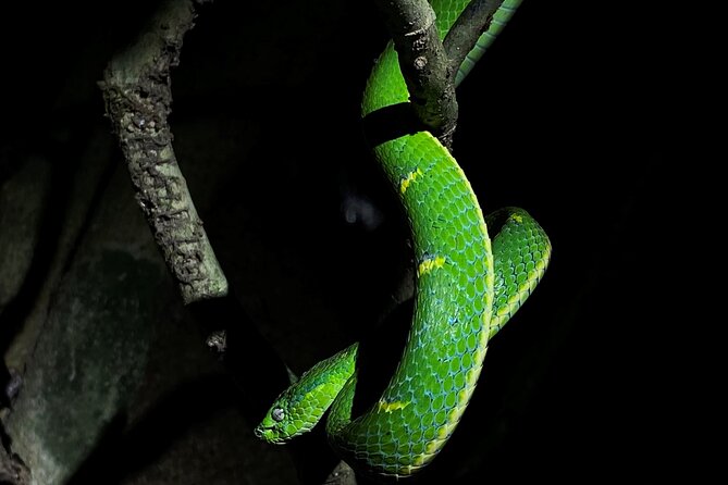 Monteverde Tropical Forest Night Tour - Key Points
