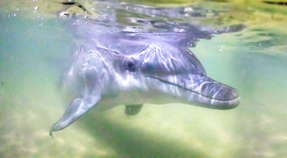 Moreton Island: Tangalooma Snorkeling Tour & Dolphin Feeding - Key Points