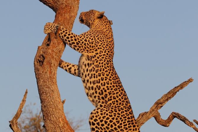 Morning Big 5 Game Safari in Kruger National Park From Hazyview - Key Points