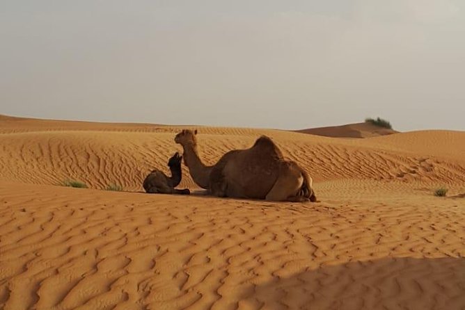 Morning Desert Safari With Camel Rides, Sand Boards and Dune Bashing - Key Points