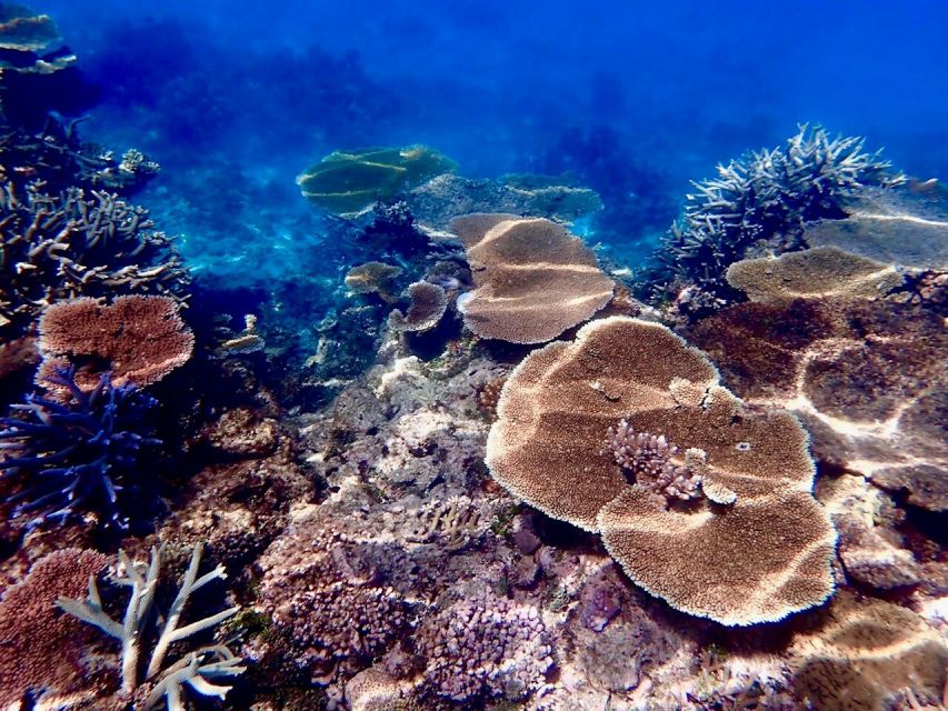 Museum Of Underwater Art & Great Barrier Reef Day Trip - Key Points