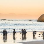 must do cape peninsula tour good hope from cape town 1 rated MUST DO: Cape Peninsula Tour & Good Hope From Cape Town! #1 Rated