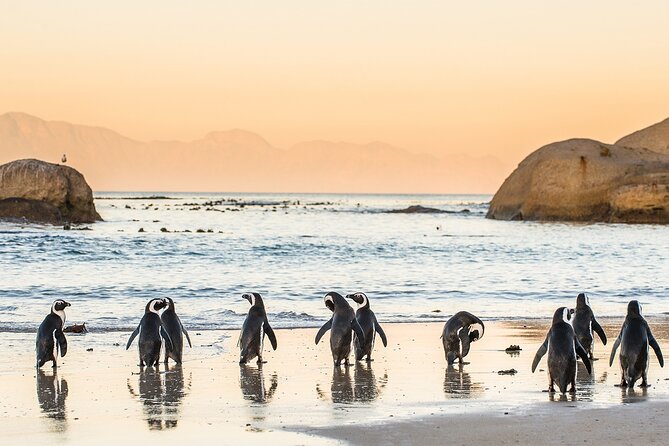 MUST DO: Cape Peninsula Tour & Good Hope From Cape Town! #1 Rated - Tour Highlights