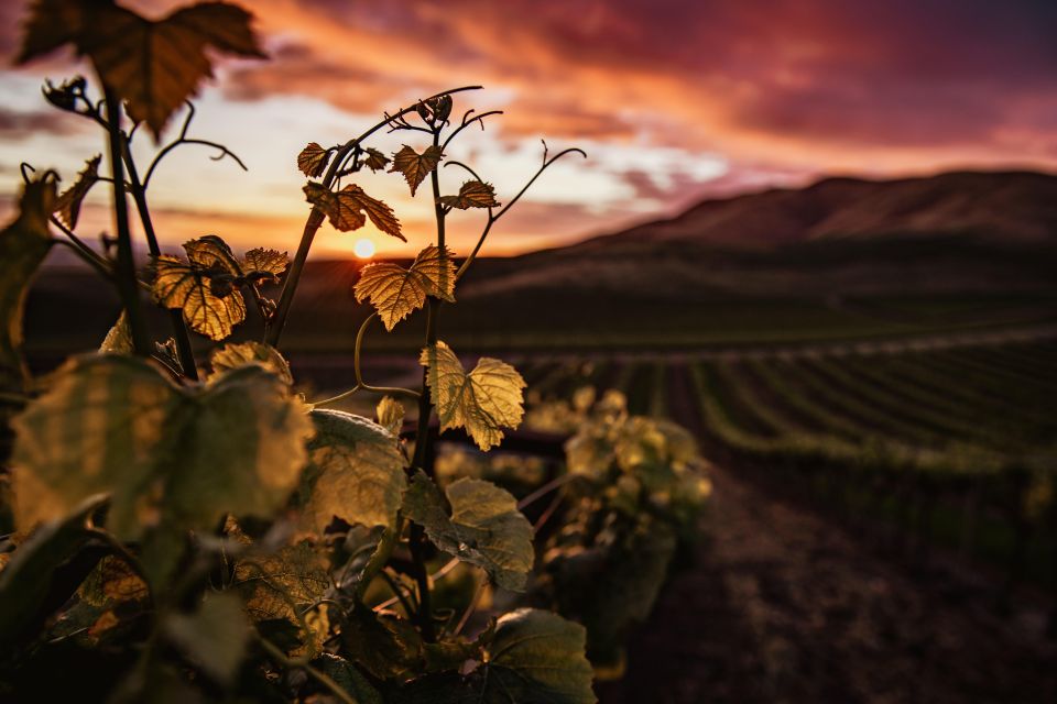 Napier: Art Deco Bike Ride and Wineries Loop - Key Points