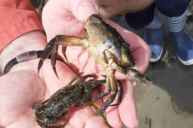 Nature Activity in the Bay of St Brieuc - Location and Operator Details