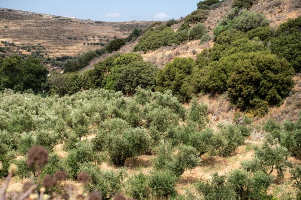 Naxos: Half-Day Olive Oil Tour With Tastings - Tour Location