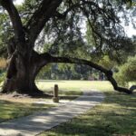 new orleans 2 5 hour city cemetery tour by bus New Orleans: 2.5-Hour City & Cemetery Tour by Bus