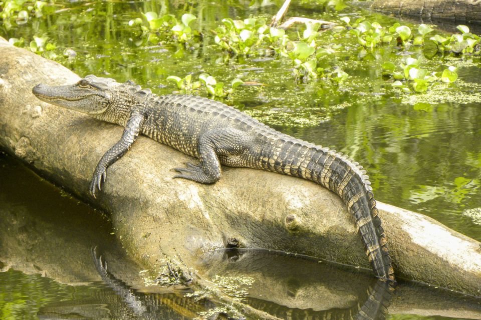 new orleans manchac bayou swamp cruise with optional pickup New Orleans: Manchac Bayou Swamp Cruise With Optional Pickup