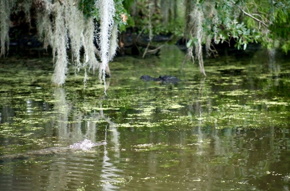 New Orleans: Swamp Tour on Covered Pontoon Boat - Key Points