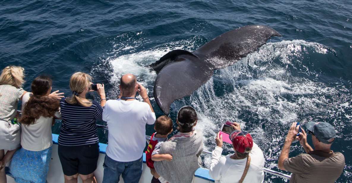 Newport Beach: Year-Round Whale Watching Cruise - Key Points