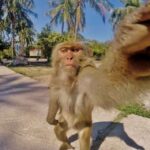 nha trang entry ticket to monkey island Nha Trang: Entry Ticket to Monkey Island