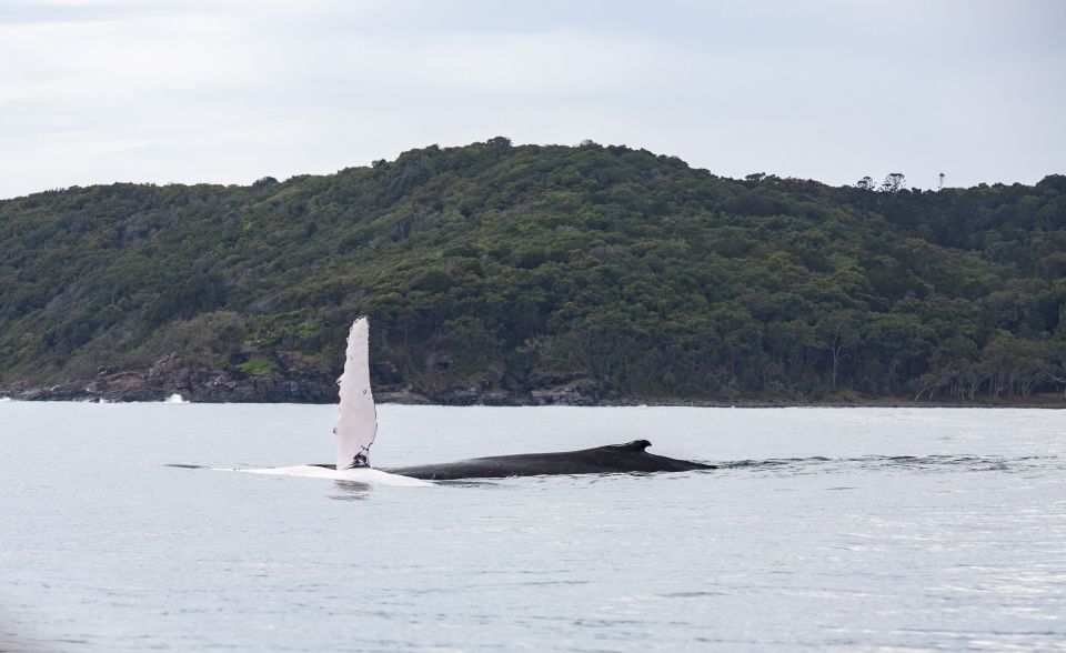 Noosa: Humpback Whale Watching Tour - Key Points