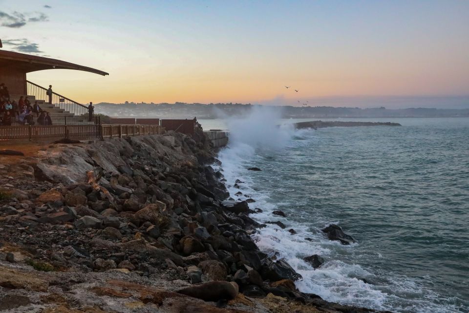 Oamaru: Blue Penguin Colony Evening Viewing Ticket - Key Points