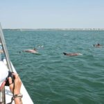 ocean city high speed sunrise cruise and dolphin watching Ocean City: High-Speed Sunrise Cruise and Dolphin Watching