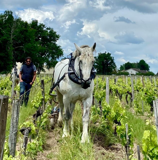 Oenological Exploration at Château Labrie St Emilion GC - Key Points