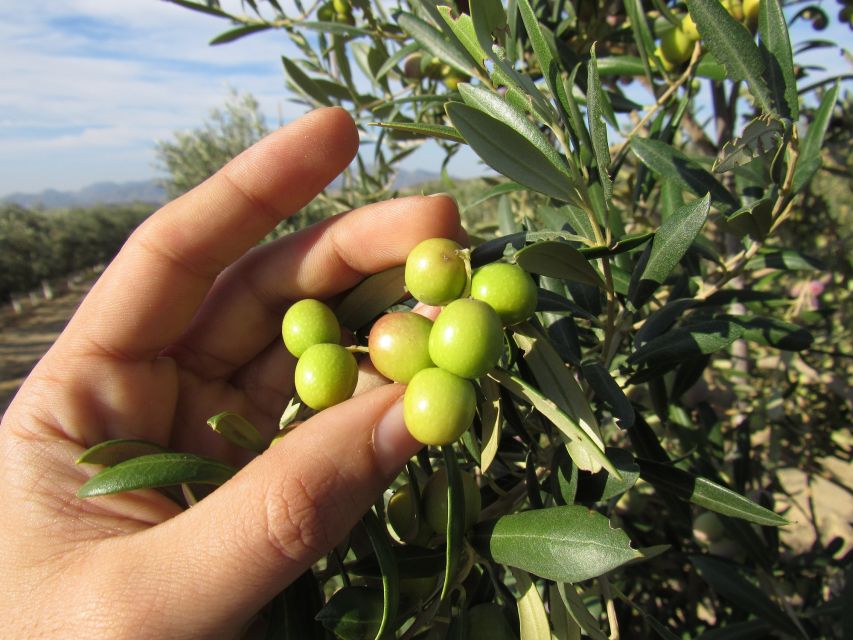 Oleoalmanzora: Guided Tour + Masterclass of EVOO Tasting Eng - Key Points